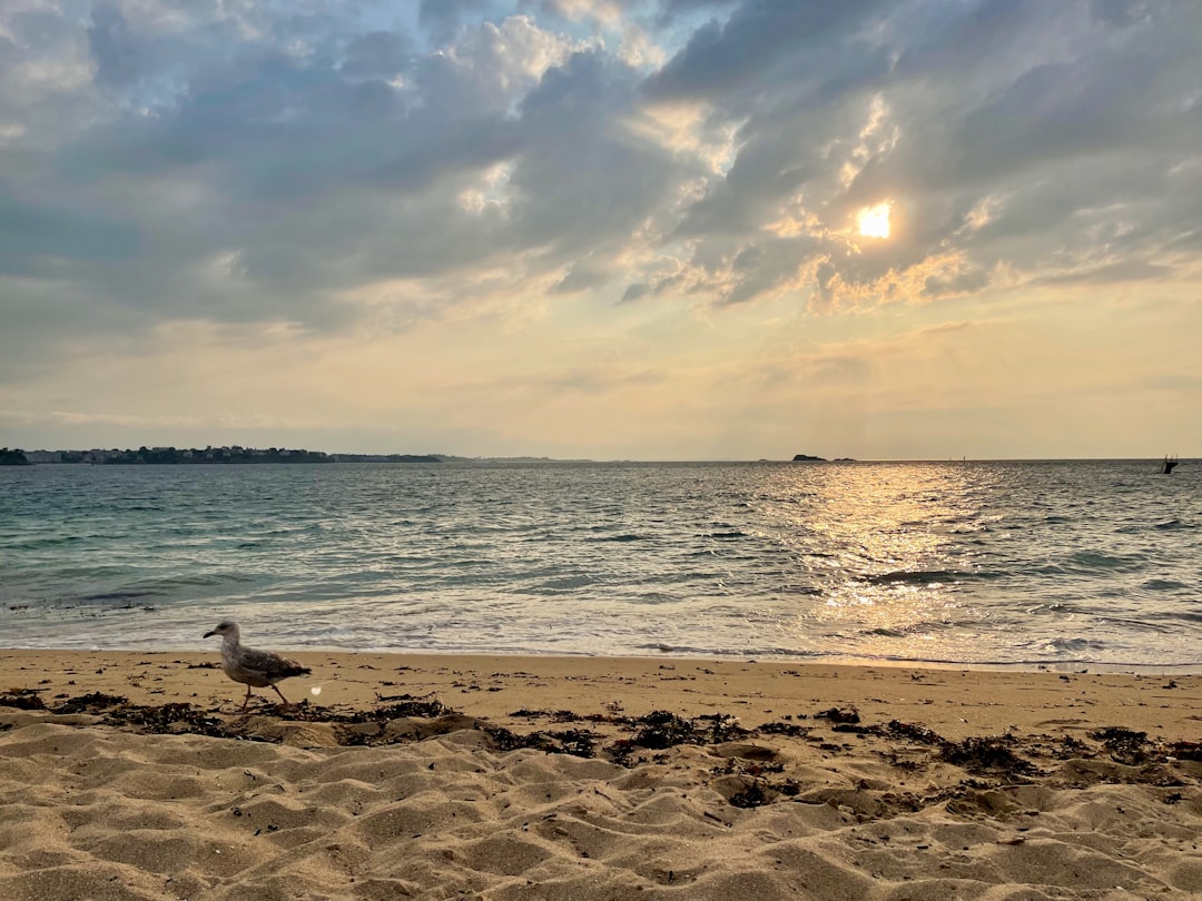 white bird on beach during daytime