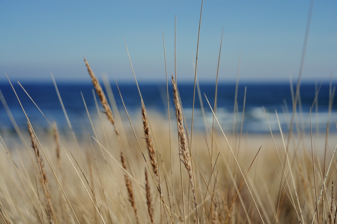 Dried grass frames the ocean's blue waters.