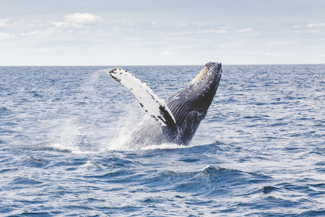 A whale breaching off Cape Cod near Chatham, Massachusetts