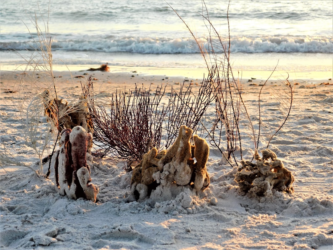 Sea oats and driftwood on the white sand at Clearwater Beach, Florida