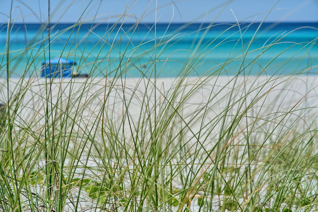 Sea oats on the dunes above the emerald Gulf water at Destin, Florida