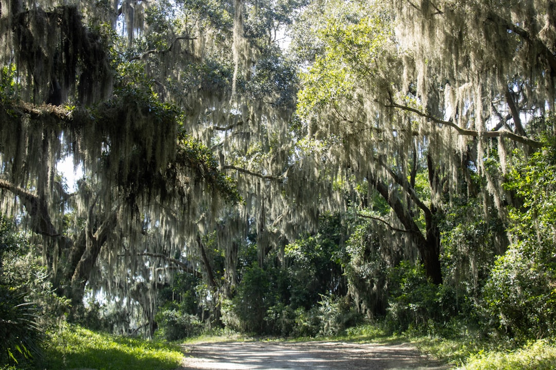 A quiet road under live oaks draped in Spanish moss on Hilton Head Island, South Carolina