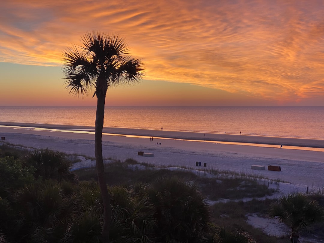 A palmetto tree on the wide sandy beach at sunset on Hilton Head Island, South Carolina