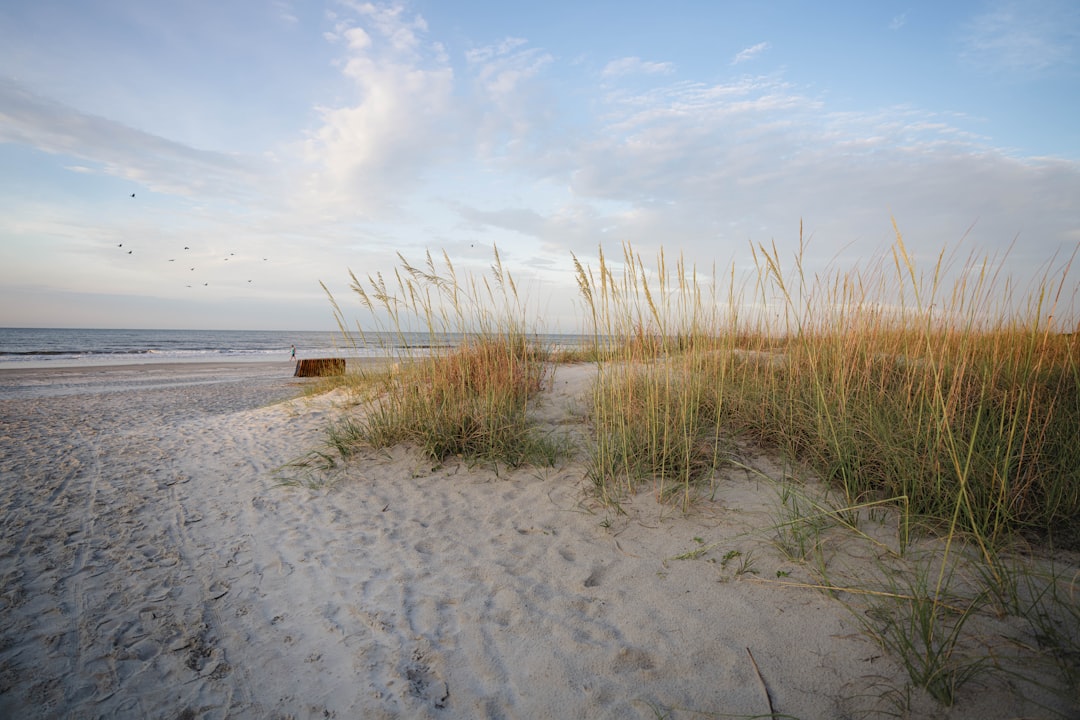 Dune grass and soft sand along the beach at Hilton Head Island, South Carolina