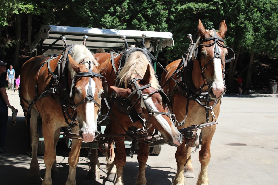 A horse-drawn carriage on car-free Mackinac Island, Michigan
