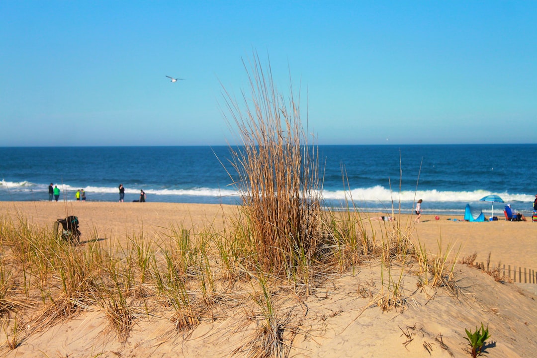 Dune grass and beachgoers on the sand at Ocean City, Maryland