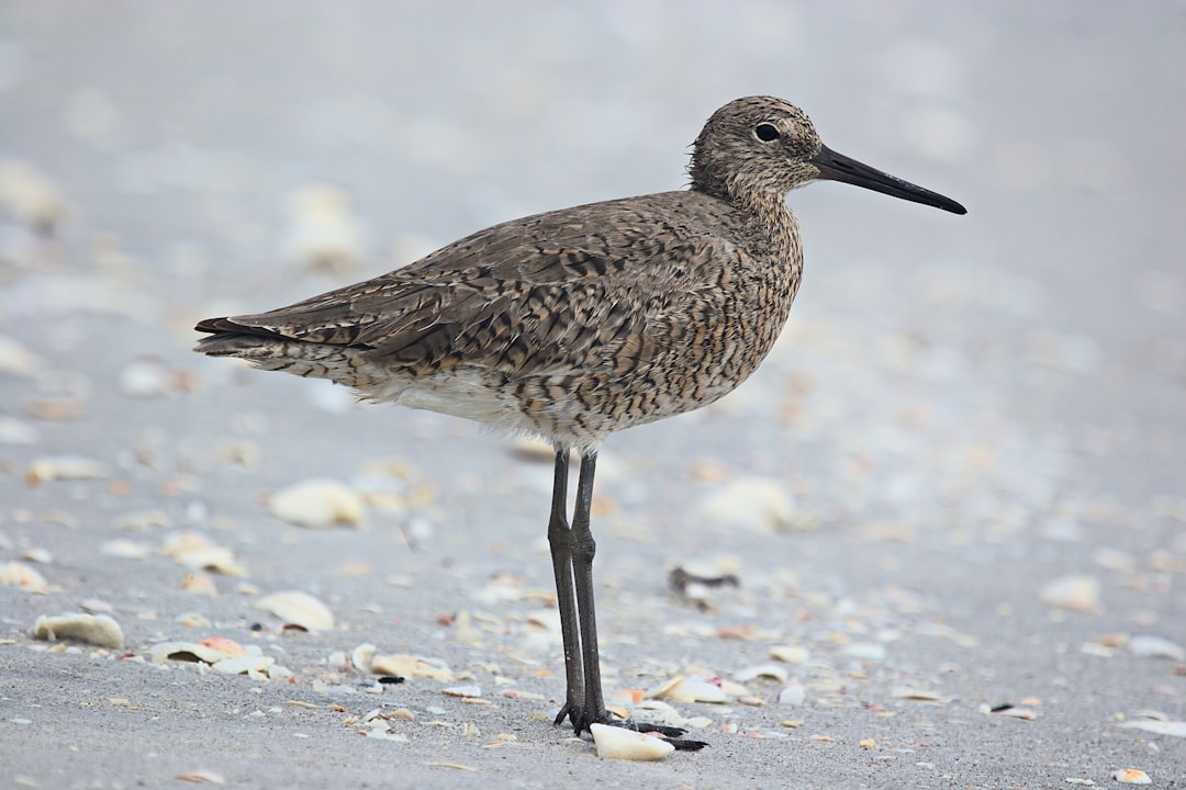A shorebird standing on a shell-covered beach at Sanibel Island, Florida