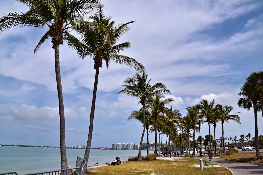 Palm trees lining the coastal road on a sunny day at Siesta Key, Florida