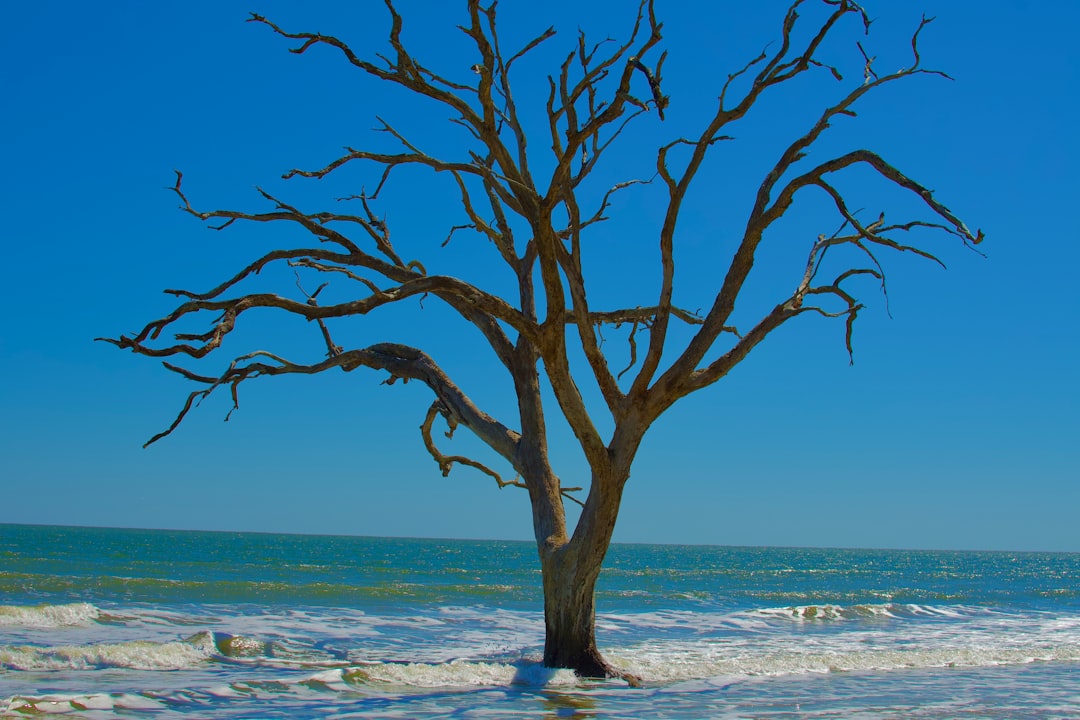 leafless tree on beach shore during daytime
