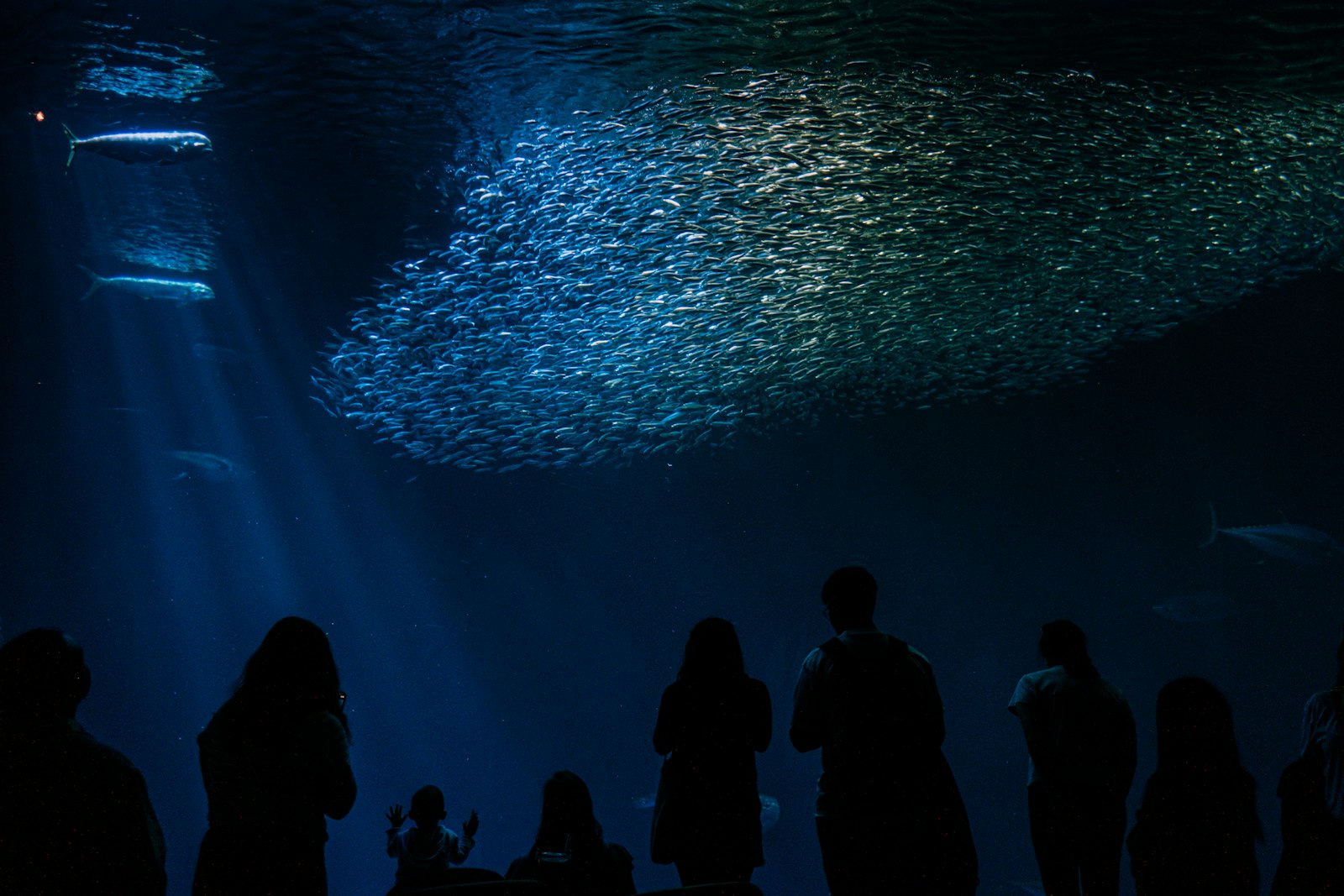 Visitors silhouetted against a huge aquarium tank filled with a shimmering school of fish